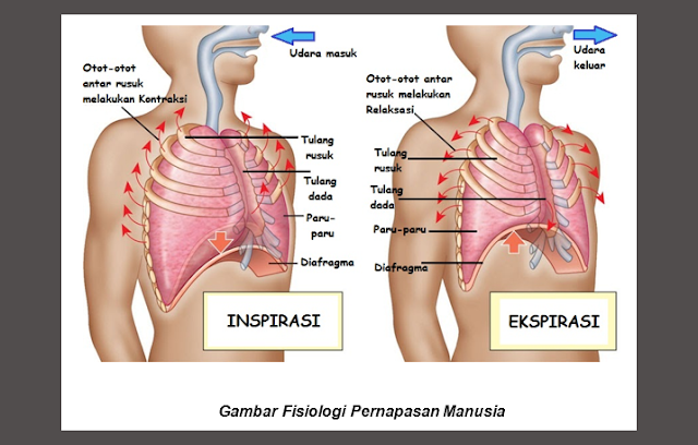 Inspirasi Pernapasan, Ekspirasi Pernapasan