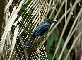 Greater Racket-tailed Drongo - Singapore Botanic Gardens