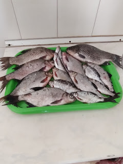 2,8 кг рыбы