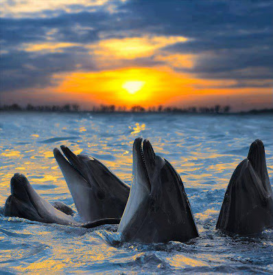 4 delfines