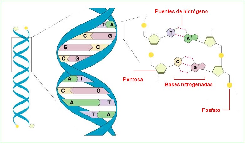 Resultado de imagen de componentes del adn