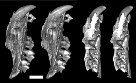  Fossil remains of a previously unknown menage unit of measurement of carnivorous Australian marsupials that 50 Researchers uncovering remains of bizarre grouping of extinct snail-eating marsupials