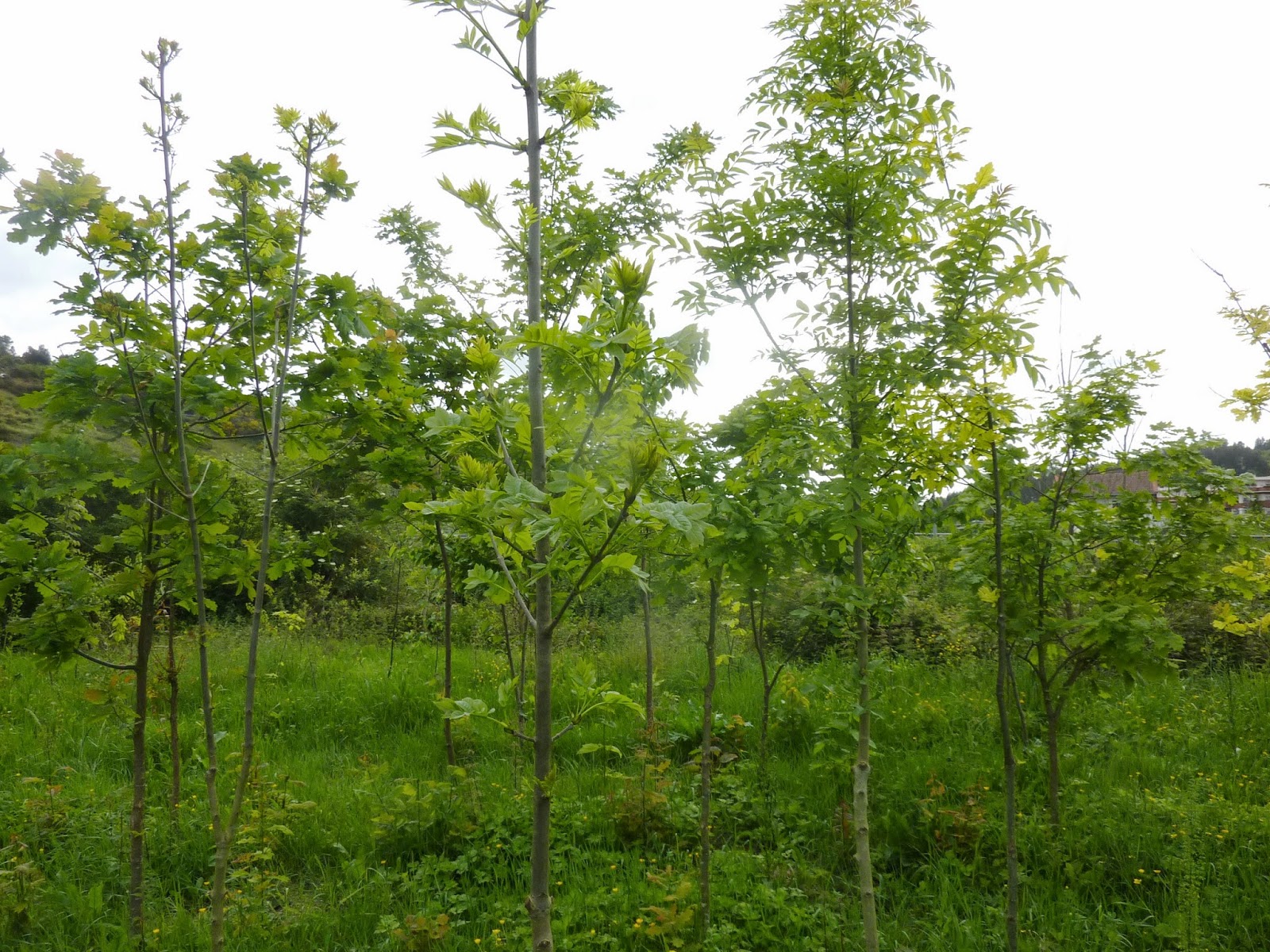 Regeneración Ecológica Vega de Urko,Larrabasterra,Sopela,Bizkaia Charcas,Robledal,Uso público,pradera,aliseda,robledal