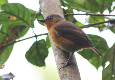 White-bellied Robin-chat