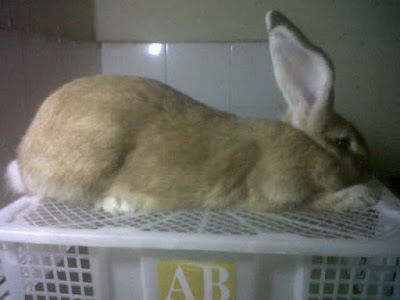 https://kebutuhankelinci.blogspot.com/2014/12/harga-flemish-giant.html