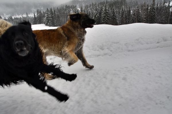 leonberger flat coated retriever