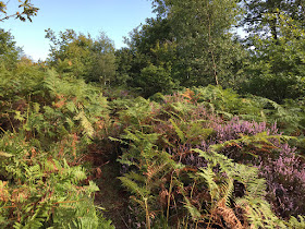 A path on Ashdown Forest, 31 August 2017.