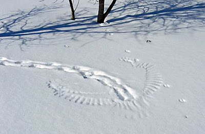 Photo of scene in snow where an owl hunted a rabbit