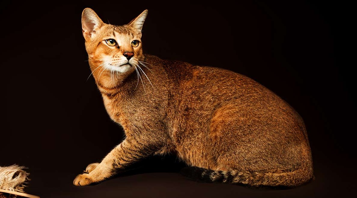 BIGGEST CAT BREEDS