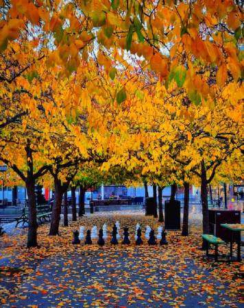 COLORS OF AUTUMN AND CHESS