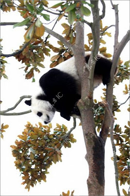 Pandas Enjoy Winter in China Seen On www.coolpicturegallery.us