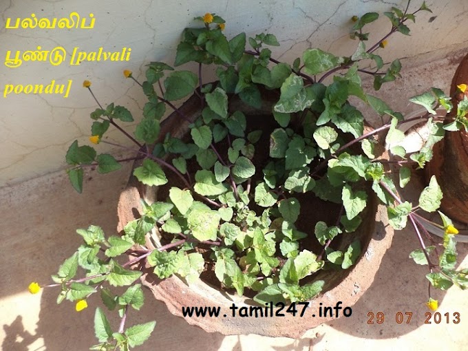 பல்வலிப் பூண்டு [palvali poondu] - [மூலிகைகள்]