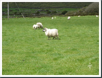 DSC03653DinglePeninsuleKilmalkedarBW