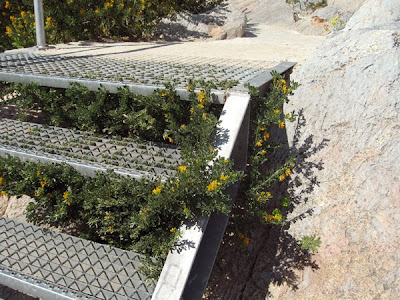 Yellow flower poking out of a metal staircase