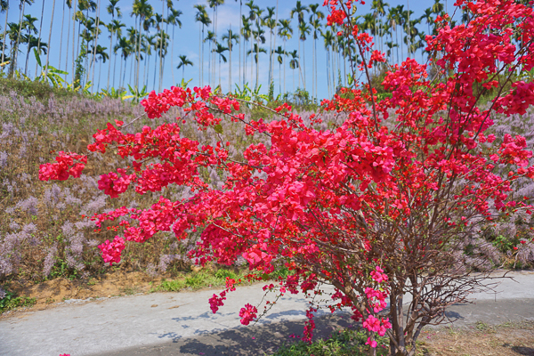 南投中寮粉紅山丘麝香木，瑰蜜甜心玫瑰園3千坪麝香木花海好夢幻