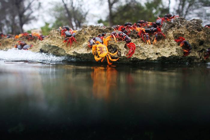 Crab migration in Cuba