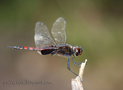 Sociable Glider Tramea limbata adult male