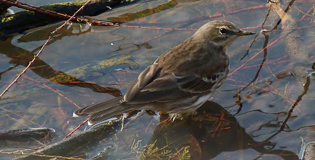 Bisbita alpino ( Anthus spinoletta )