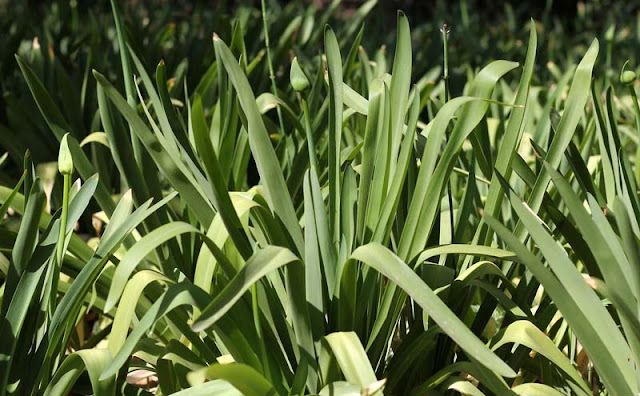 African Lily Flowers Pictures