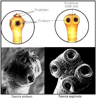 BIOLOGI GONZAGA: CACING PITA CESTODA