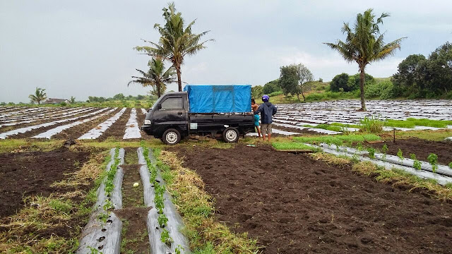 sampai di tujuan brebes cabe siap tanam