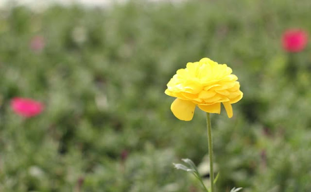 Persian Buttercup Flowers Pictures