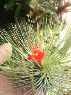 Tillandsia andreana flor