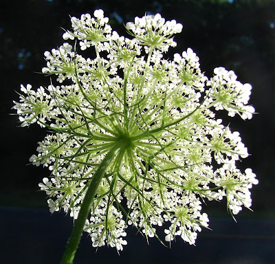 Queen Anne's Lace