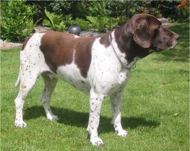 Old Danish Pointer ~ Dog Breeds Database