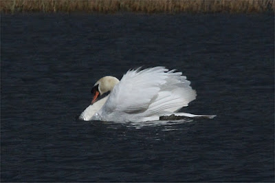 Male mute swans bracing for a fight