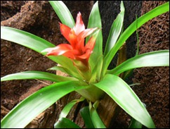 bromélia