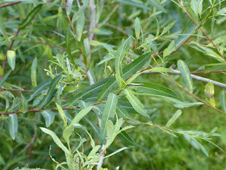 Saule pourpre - Osier rouge - Osier pourpre - Salix purpurea