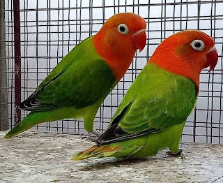 Mengenal Ciri Ciri Burung  Lovebird Biola Eksotis Dan 