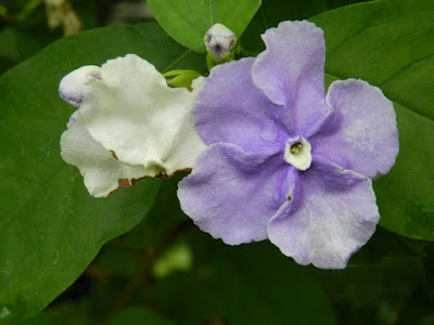 Yesterday Today Tomorrow Brunfelsia pauciflora at the Allan Gardens Conservatory by garden muses-not another Toronto gardening blog