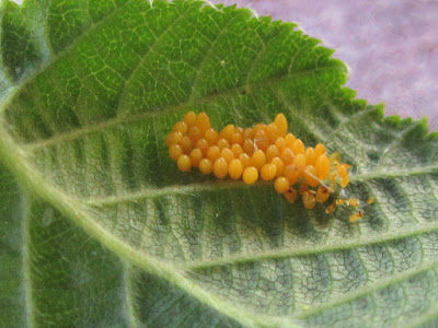 Uova Coccinella