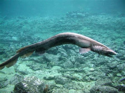 最怪異鯊魚 - 最怪異鯊魚 皺鰓鯊(Frilled shark)