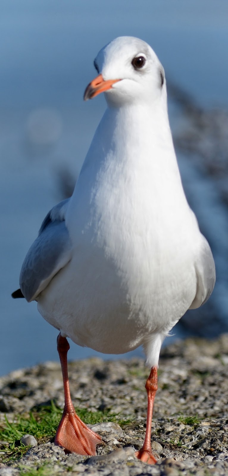 Up close photo of the gull butterwort bird.