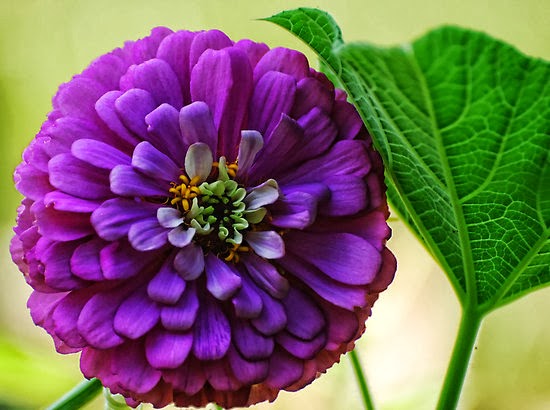  zinnia