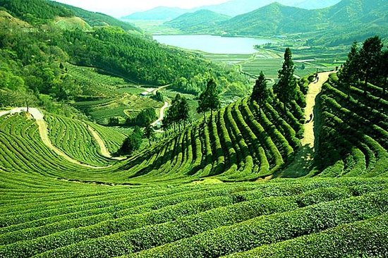 tea gardens darjeeling