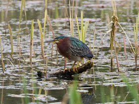 Green Heron - Llan-mill, Pembrokeshire