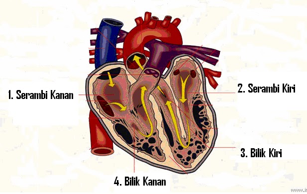 Ruang Jantung Manusia