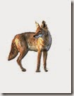 coyote jpeg coyote jpeg