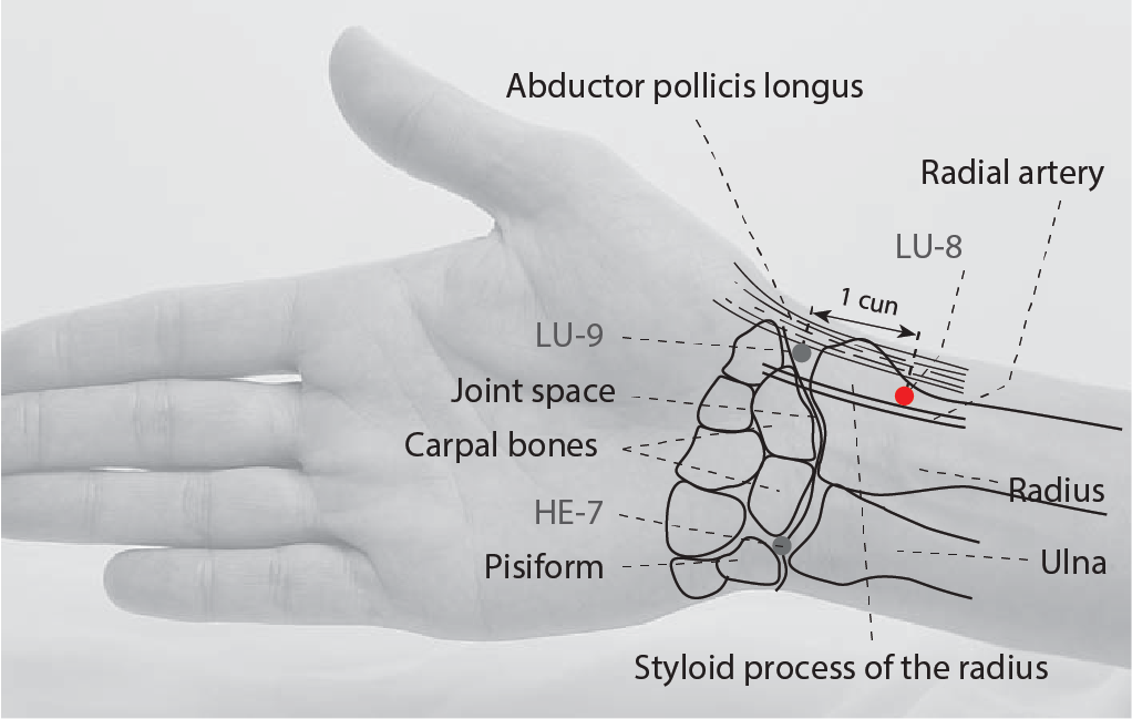 LU8 - Channel Gutter JINGQU -  The Lung Channel System – Hand-taiyin (shou tai yin jing luo) - Acupuncture Point Location