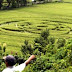 Can Physics Explain Mysteries of Crop Circles?