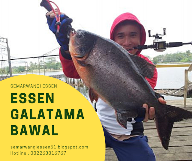 https://semarwangiessen61.blogspot.com/2019/08/essen-galatama-bawal-semarwangi.html