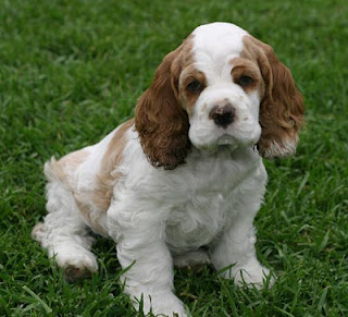 American Cocker Spaniel Puppies Picture