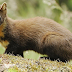 Covert video cams area Brand-brand new Woodland yearn marten