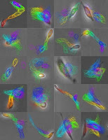 Using advanced computer vision technology to detect subtle cell movements that are impossible to discern with the human eye, researchers at Rensselaer Polytechnic Institute have discovered a new method for predicting -- with up to 99 percent accuracy -- how a stem cell will split and what key characteristics the daughter cells will exhibit. The above image shows rat retinal progenitor cells (dark outlines), and their movement over 24 hours. Credit: Rensselaer/Roysam and Cohen.