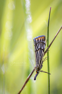 Chrysocrambus craterellus