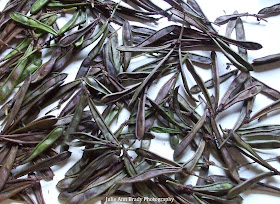 Drying Seed Pods of Pink Powder Puff